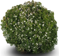 Choisya ternata, Fleurie (Mature)